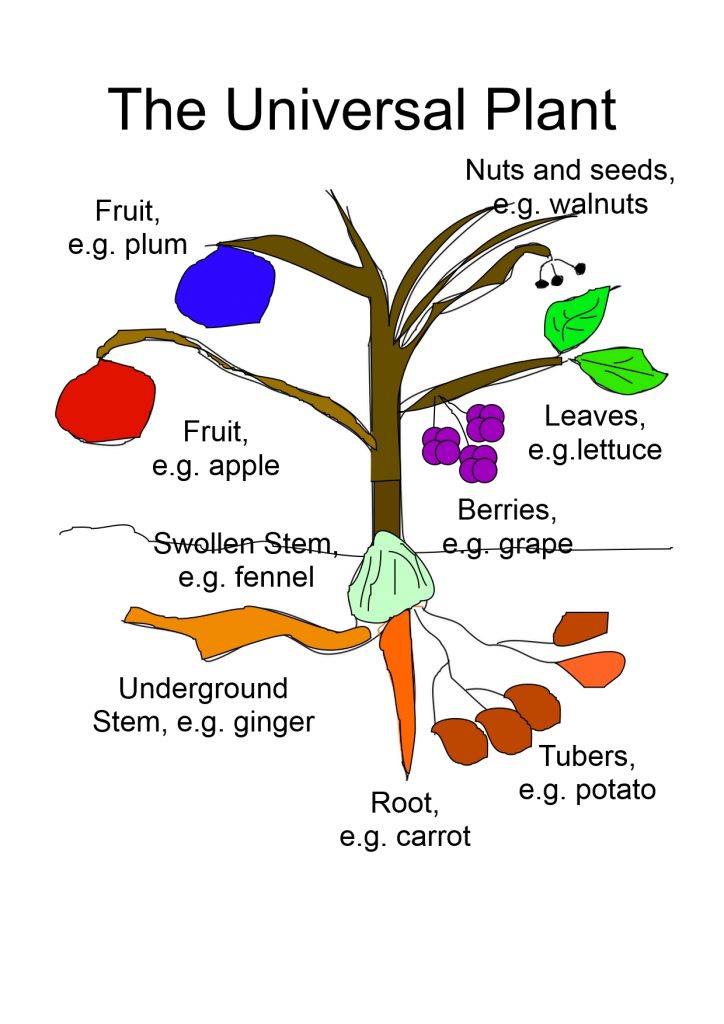 All food, vegetables, fruit, seeds, nuts www.tryadietforaday.com